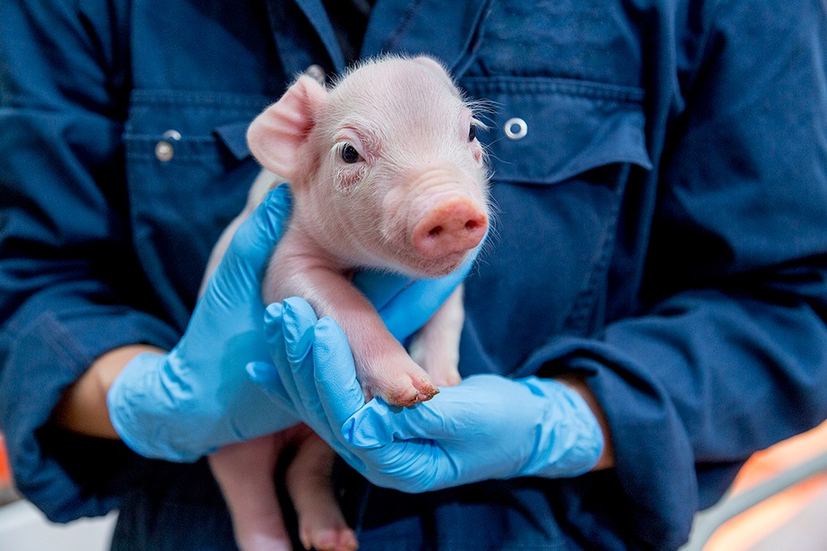 Cerdito recién nacido sostenido por veterinario con guantes azules