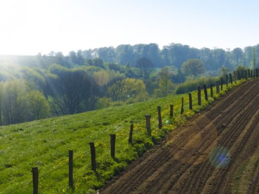 Campo verde con surcos y cercado bajo sol
