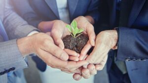 Manos empresariales cuidando planta joven